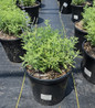 Blue Jean Baby Russian Sage in pot