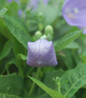 Sentimental Blue Balloon Flower balloon buds