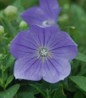 Sentimental Blue Balloon Flower blue bloom close up