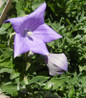Sentimental Blue Balloon Flower vibrant blue blossoms