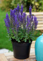 Blue Bouquetta Salvia in nursery pot