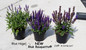 Blue Bouquetta Salvia comparison in pots