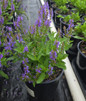 Salvia Blue hill 1gallon