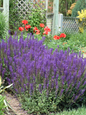 May Night Meadow Sage in the Garden