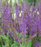 May Night Meadow Sage blooms