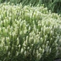 Snow Hill Wood Sage Covered in Flowers