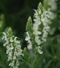 Snow Hill Wood Sage flower focus
