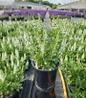 Snow Hill Wood Sage i nursery