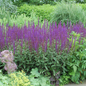 Caradonna Meadow Sage in the Landscaping