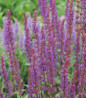 Caradonna Meadow Sage flower close up
