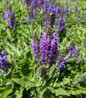 Marcus™ Meadow Sage flower head close up