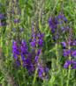 Marcus™ Meadow Sage flower focus