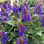 April Night Meadow Sage Blooming