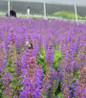 April Night Meadow Sage with bee on its flower