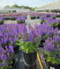 April Night Meadow Sage in nursery