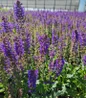 April Night Meadow Sage full of blooms