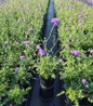 Butterfly Blue Pincushion Flower #1 nursery pot