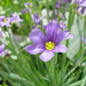 Lucerne Blue-Eyed Grass Flowering