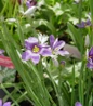 Lucerne Blue-Eyed Grass flower close up
