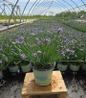 Lucerne Blue-Eyed Grass in nursery