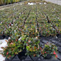 Christmas Wintergreen Growing at a Business
