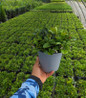 Christmas Wintergreen #1 pot