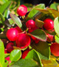 Christmas Wintergreen red berries