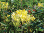 Scentsation Honeysuckle Bush with White Yellow Blooms