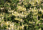 Scentsation Honeysuckle Bush with White Yellow Flowers