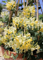 Scentsation Lonicera with White Yellow Blooms
