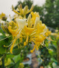 Scentsation Honeysuckle fragrant yellow bloom