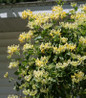 Scentsation Honeysuckle flowers on trellis