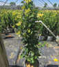 Scentsation Honeysuckle potted vine
