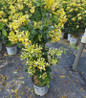 Scentsation Honeysuckle blooming in nursery pot