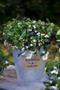 Gaultheria Peppermint Pearl in flower & Garden Pot