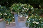 Gaultheria Peppermint Pearl in pot