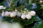 Gaultheria Peppermint Pearl white fruits