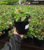 Winter Fiesta Wintergreen black pot