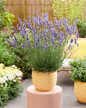 Sensational Lavender in Garden Planter