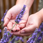 Holding Sensational Lavender Blooms