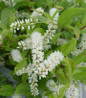 Little Henry Virginia Sweetspire white flower spikes