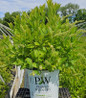 Little Henry Virginia Sweetspire nursery container plant