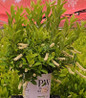 Little Henry Sweetspire nursery container plant