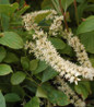 Little Henry Sweetspire fragrant white flower spikes