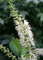 Sugartina Summersweet White Bloom Up Close
