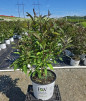 Pearl Glam® Beautyberry in pot