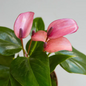 Purple Anthurium  Flowers and Leaves Close Up