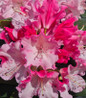 Dandy Man Color Wheel® Rhododendron flower close up