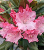 Dandy Man Color Wheel® Rhododendron pink flower
