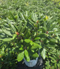 Dandy Man Color Wheel® Rhododendron in pot
